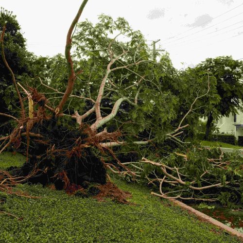 fallen tree removal in St. Petersburg